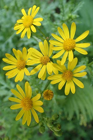 Senecio rupestris \ Felsen-Greiskraut / Rock Ragwort, I Passo San Marco 10.6.2017