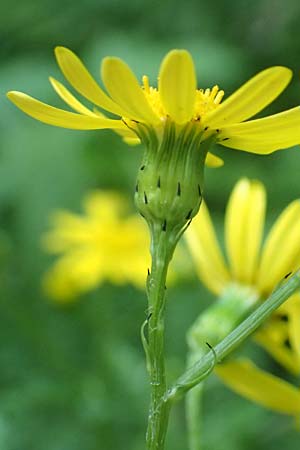 Senecio rupestris / Rock Ragwort, I Passo San Marco 10.6.2017