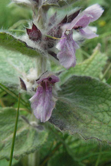 Stachys salviifolia \ Salbeiblttriger Ziest, I Monti Sibillini 8.6.2007