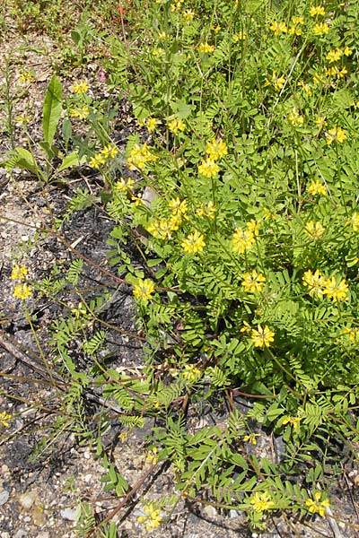 Securigera securidaca / Hatchet Vetch, I Liguria, Dolcedo 30.5.2013