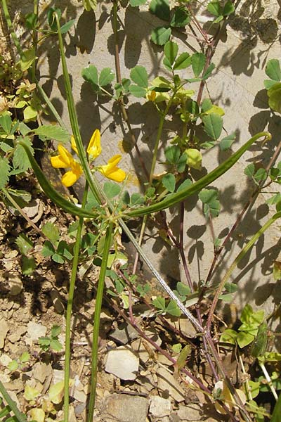 Securigera securidaca \ Beilwicke / Hatchet Vetch, I Liguria, Dolcedo 30.5.2013