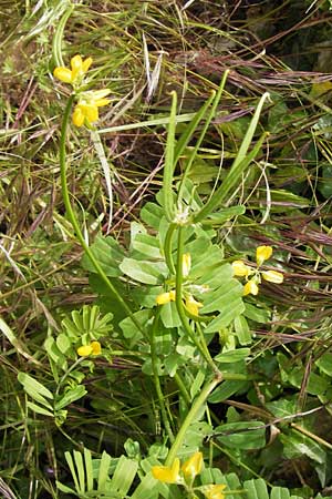 Securigera securidaca \ Beilwicke / Hatchet Vetch, I Finale Ligure 31.5.2013