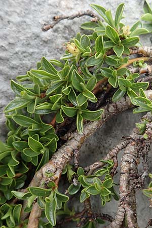 Salix serpillifolia / Thyme-Leaved Willow, I Alpi Bergamasche, Pizzo Arera 9.6.2017