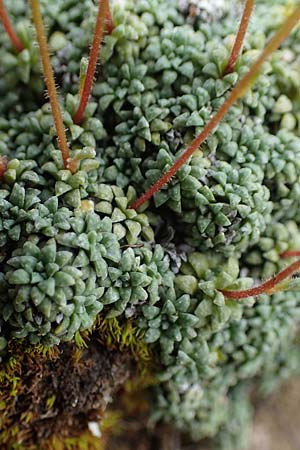 Saxifraga squarrosa \ Sparriger Steinbrech / Dolomites Saxifrage, I Südtirol,  Plätzwiese 5.7.2022