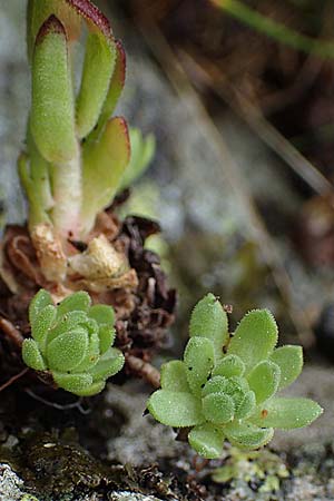 Sempervivum montanum \ Berg-Hauswurz / Mountain House-Leek, I Südtirol,  Gsieser Tal 7.7.2022