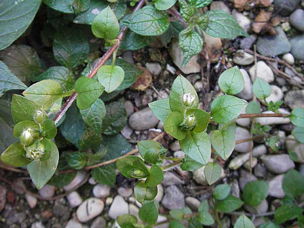 Stellaria neglecta \ Auwald-Vogelmiere / Greater Chickweed, I Venedig/Venice 19.2.2007