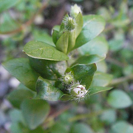 Stellaria neglecta \ Auwald-Vogelmiere / Greater Chickweed, I Venedig/Venice 19.2.2007