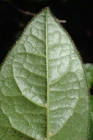 Viburnum tinus \ Lorbeer-Schneeball / Laurustinus, I Liguria, Moneglia 30.9.2023