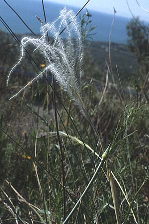 Stipa pennata agg. \ Grauscheidiges Federgras, I Promontorio del Gargano, Mattinata 30.4.1985