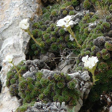 Saxifraga vandellii \ Vandellis Steinbrech / Vandelli's Saxifrage, I Alpi Bergamasche, Pizzo Arera 9.6.2017