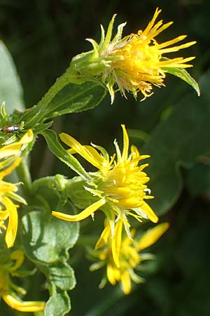 Solidago virgaurea subsp. minuta \ Alpen-Goldrute / Alpine Goldenrod, I Südtirol,  Stallersattel 6.7.2022