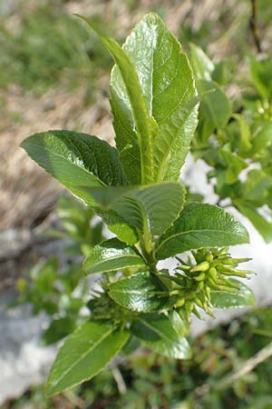 Salix waldsteiniana \ Waldsteins Weide, Bumchen-Weide / Waldstein's Willow, I Alpi Bergamasche, Pizzo Arera 9.6.2017