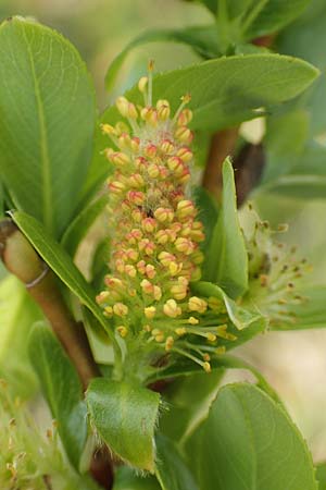 Salix waldsteiniana \ Waldsteins Weide, Bumchen-Weide / Waldstein's Willow, I Alpi Bergamasche, Pizzo Arera 9.6.2017