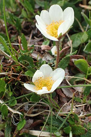 Dryas octopetala \ Silberwurz / Mountain Avens, I Alpi Bergamasche, Monte Alben 11.6.2017