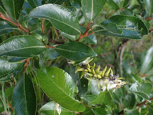 Salix waldsteiniana \ Waldsteins Weide, Bumchen-Weide / Waldstein's Willow, I Prags,  Weißlahnsattel 6.7.2022