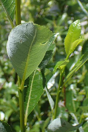 Salix waldsteiniana \ Waldsteins Weide, Bumchen-Weide / Waldstein's Willow, I Prags,  Weißlahnsattel 6.7.2022