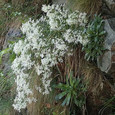 Saxifraga cotyledon \ Strau-Steinbrech / Pyramidal Saxifrage, I Passo San Marco 10.6.2017