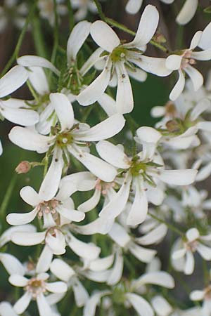 Saxifraga cotyledon \ Strau-Steinbrech, I Passo San Marco 10.6.2017