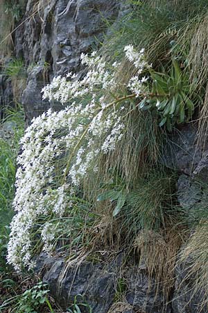 Saxifraga cotyledon \ Strau-Steinbrech, I Passo San Marco 10.6.2017