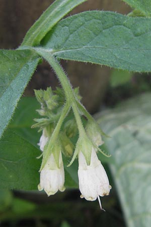 Symphytum tuberosum \ Knotiger Beinwell / Tuberous Comfrey, I Zoppola 31.7.2011