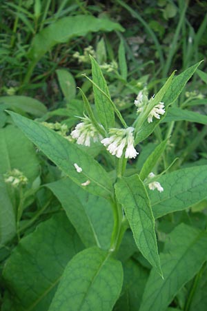 Symphytum tuberosum \ Knotiger Beinwell / Tuberous Comfrey, I Zoppola 31.7.2011