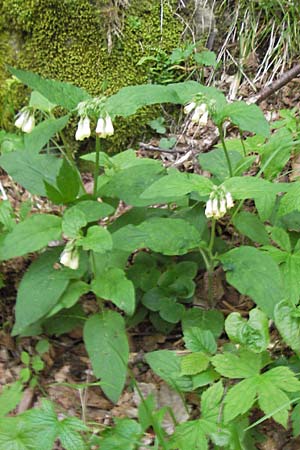 Symphytum tuberosum \ Knotiger Beinwell / Tuberous Comfrey, I Liguria, Pieve di Teco 27.5.2013