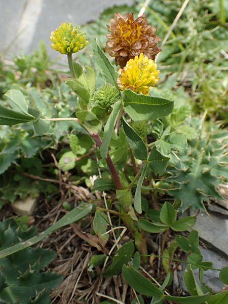 Trifolium badium \ Braun-Klee / Brown Clover, I Alpi Bergamasche, Pizzo Arera 9.6.2017