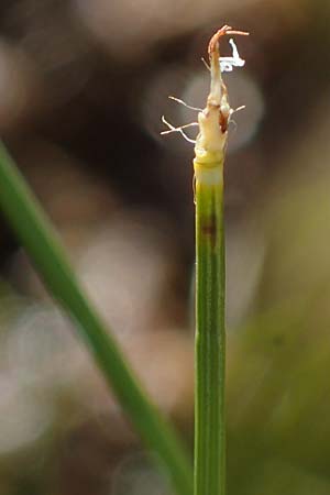 Trichophorum cespitosum subsp. cespitosum \ Gewhnliche Rasenbinse / Deer Grass, I Südtirol,  Stallersattel 6.7.2022