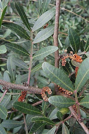 Pistacia lentiscus / Evergreen Pistache, I Ancona 29.5.2007