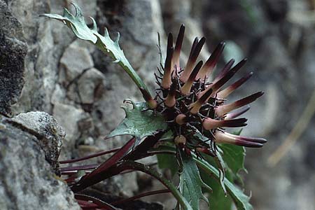 Physoplexis comosa / Devil's-Claw, I Valvestino 13.6.1993