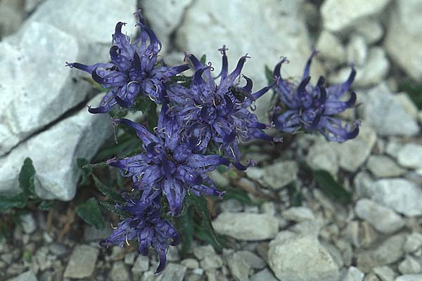 Phyteuma globulariifolium subsp. globulariifolium \ Armbltige Rapunzel / Globularia-Leaved Rampion, I Sella-Joch 6.8.2004