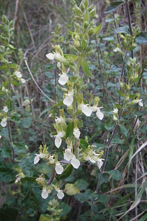 Teucrium flavum subsp. glaucum / Glaucous Yellow Germander, I Ancona 30.5.2007