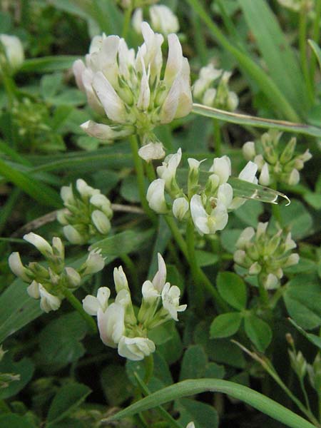 Trifolium glomeratum \ Knuel-Klee / Clustered Clover, I Passignano 1.6.2007