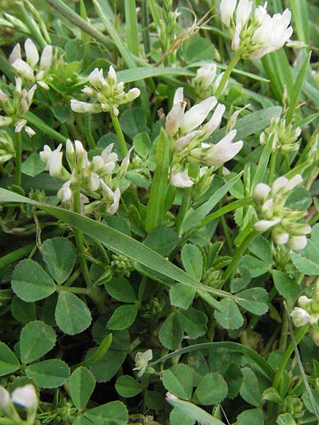 Trifolium glomeratum \ Knuel-Klee / Clustered Clover, I Passignano 1.6.2007