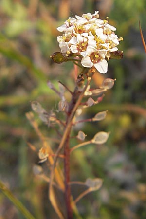 Lobularia maritima \ Strandkresse, Weies Steinkraut / Sweet Alison, I Savona 23.5.2010