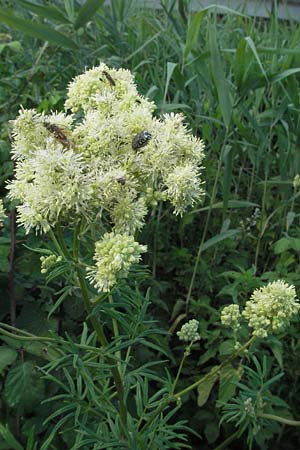 Thalictrum lucidum \ Glnzende Wiesenraute / Shining Meadow-Rue, I Ancona 30.5.2007