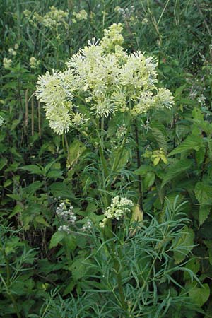 Thalictrum lucidum \ Glnzende Wiesenraute / Shining Meadow-Rue, I Ancona 30.5.2007