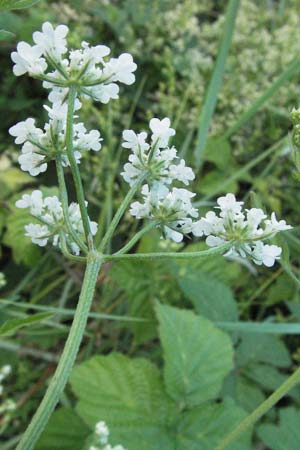 Torilis arvensis \ Acker-Klettenkerbel / Spreading Hedge Parsley, I Ancona 30.5.2007