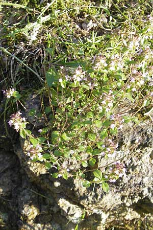 Thymus pulegioides \ Arznei-Thymian, Gemeiner Thymian, I Albisola 22.5.2010