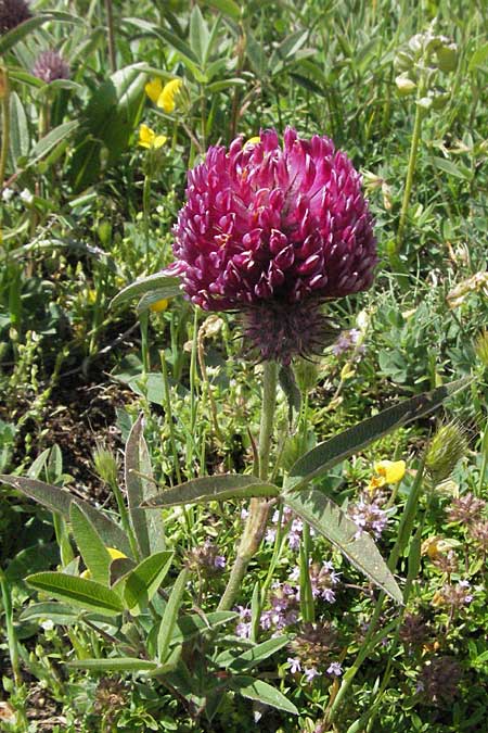 Trifolium purpureum \ Purpur-Klee / Purple Clover, I Monti Sibillini 8.6.2007