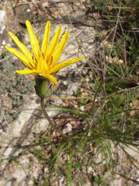 Scorzonera aristata ? \ Grannen-Schwarzwurzel / Bearded Viper's Grass, I Liguria, Dolcedo 30.5.2013