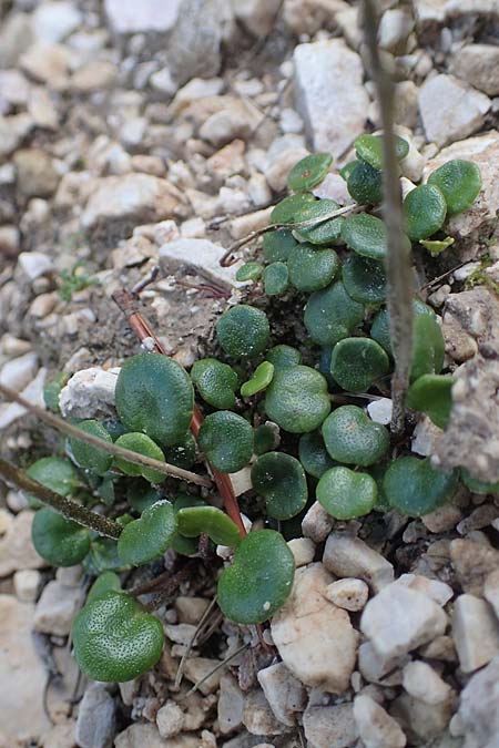 Soldanella minima / Smallest SoldanellaSnowbell, I Prags,  Weißlahnsattel 6.7.2022