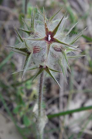 Trifolium stellatum \ Stern-Klee / Starry Clover, I Perugia 3.6.2007