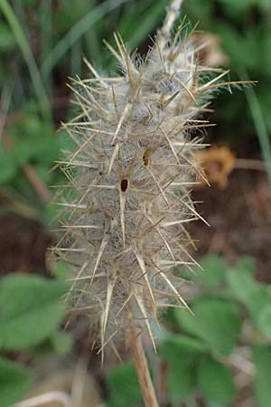 Trifolium stellatum / Starry Clover, I Liguria, Bonassola 4.10.2023