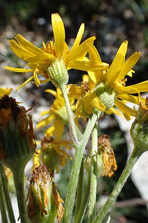 Tephroseris tenuifolia \ Lger-Greiskraut, Schweizer Aschenkraut / Groundsel, I Alpi Bergamasche, Pizzo Arera 7.6.2017