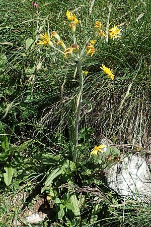 Tephroseris tenuifolia \ Lger-Greiskraut, Schweizer Aschenkraut / Groundsel, I Alpi Bergamasche, Pizzo Arera 7.6.2017