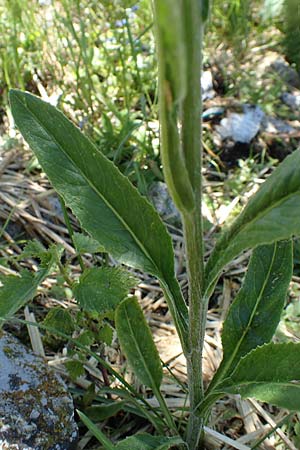 Tephroseris tenuifolia \ Lger-Greiskraut, Schweizer Aschenkraut / Groundsel, I Alpi Bergamasche, Pizzo Arera 7.6.2017