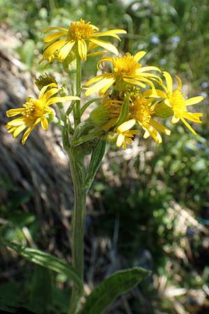 Tephroseris tenuifolia \ Lger-Greiskraut, Schweizer Aschenkraut / Groundsel, I Alpi Bergamasche, Pizzo Arera 7.6.2017