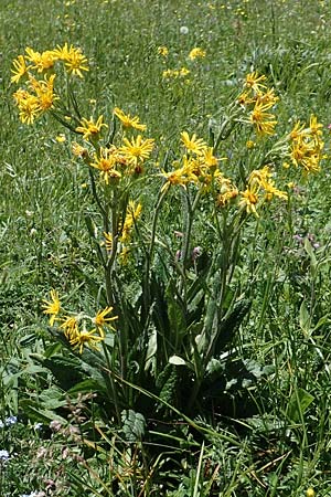 Tephroseris tenuifolia \ Läger-Greiskraut, Schweizer Aschenkraut / Groundsel, I Alpi Bergamasche, Pizzo Arera 7.6.2017