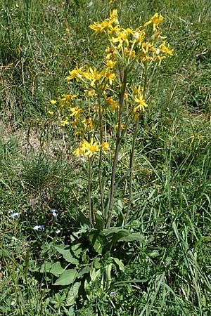 Tephroseris tenuifolia \ Lger-Greiskraut, Schweizer Aschenkraut / Groundsel, I Alpi Bergamasche, Pizzo Arera 7.6.2017